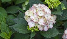 Hortensie