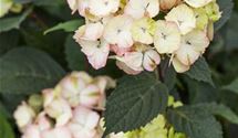 Hortensie