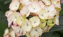 Hortensie
