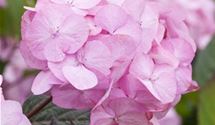 Hortensie