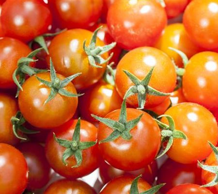 Die Tomate - Aroma, Schönheit und Genuss in eins