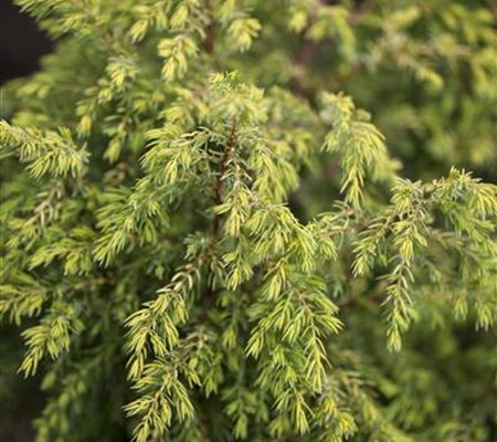Juniperus communis 'Gold Cone'