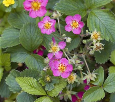 Fragaria vesca 'Rubra'