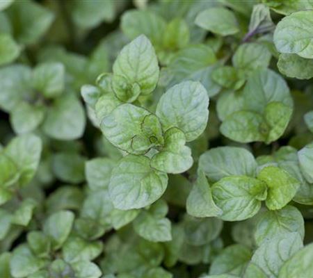 Die Zitronen-Minze: die frische Sonnenanbeterin Die Zitronen-Minze: die frische Sonnenanbeterin
