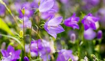 Rundblättrige Glockenblume