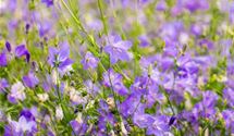 Rundblättrige Glockenblume
