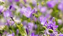 Rundblättrige Glockenblume