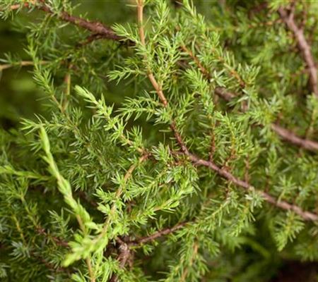 Juniperus communis 'Hornibrookii'