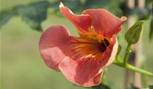 Virginischer Jasmin