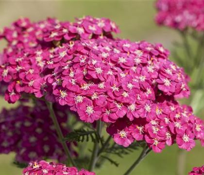 Achillea millefolium 'Saucy Seduction'