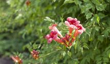 Virginischer Jasmin