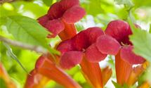 Virginischer Jasmin