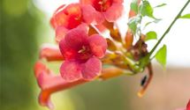Virginischer Jasmin