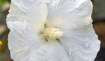 Hibiscus, Eibisch