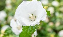Hibiscus, Eibisch