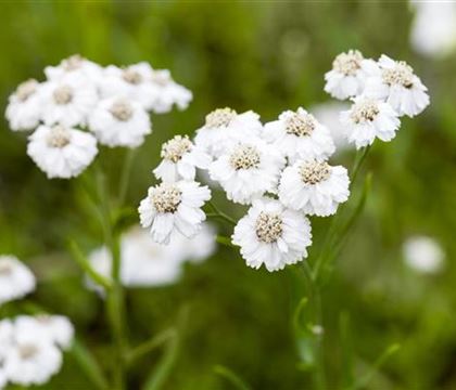 Achillea ptarmica 'The Pearl'
