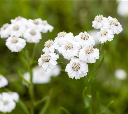 Achillea ptarmica 'The Pearl'