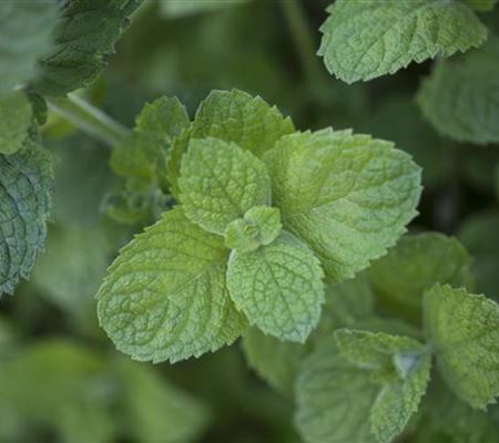 Die Apfel-Minze: der samtige Riese im Kräuterbeet Die Apfel-Minze: der samtige Riese im Kräuterbeet