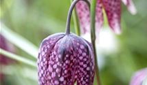 Schachbrettblume, Kiebitzeier
