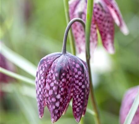 Fritillaria meleagris Fritillaria meleagris