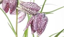 Schachbrettblume, Kiebitzeier