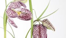Schachbrettblume, Kiebitzeier