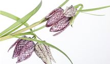 Schachbrettblume, Kiebitzeier