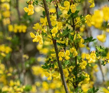 Hippocrepis emerus Hippocrepis emerus