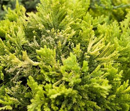 Juniperus horizontalis 'Golden Carpet' Juniperus horizontalis 'Golden Carpet'