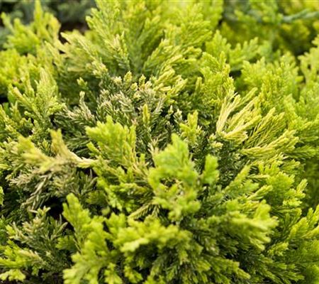 Juniperus horizontalis 'Golden Carpet' Juniperus horizontalis 'Golden Carpet'