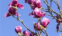 Lilienmagnolie