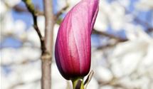 Lilienmagnolie