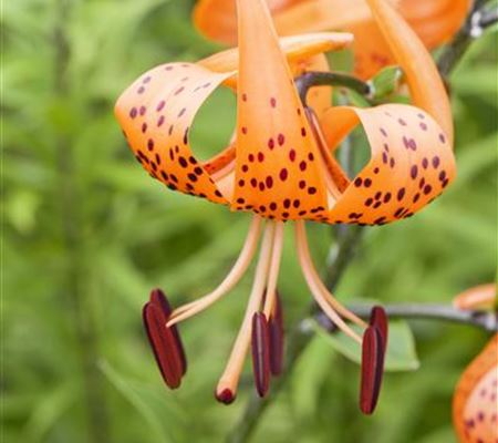 Lilium martagon