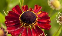 Sonnenbraut