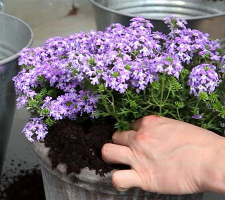 Eisenkraut - Einpflanzen in ein Gefäss