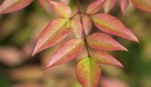 Gartennandine