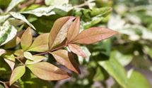 Gartennandine