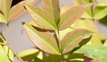 Gartennandine