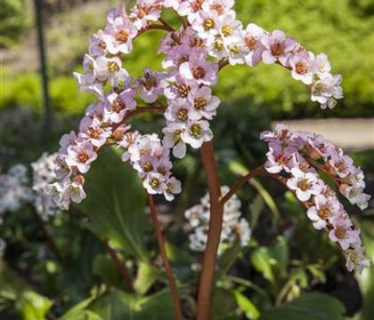 Bergenia cordifolia Bergenia cordifolia