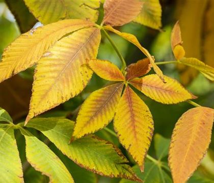 Aesculus flava Aesculus flava