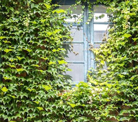 Fassadenbegrünung  Fassadenbegrünung