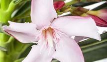Oleander