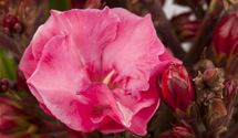 Oleander