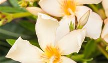 Oleander