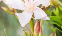 Oleander