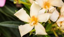 Oleander