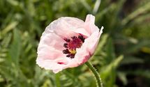 Türkischer Mohn