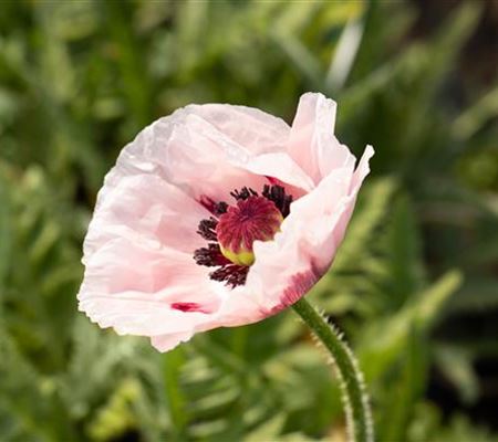 Papaver orientale 'Royal Wedding'