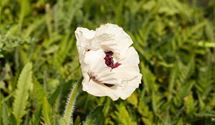 Türkischer Mohn