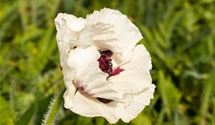 Türkischer Mohn